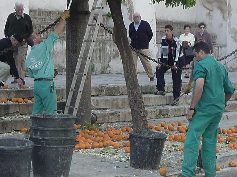 Oranges In Sevilla.jpg